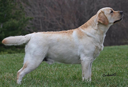 can two yellow labradors have black puppies