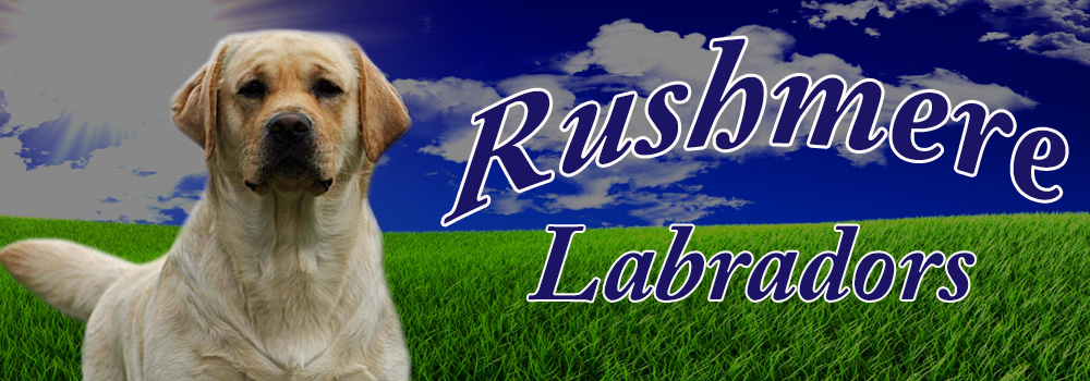 Rushmere's Sweet Sensation Labrador Retrievers Virginia Labs Labradors Labradors Black Labs Labs Yellow Labs Breeders